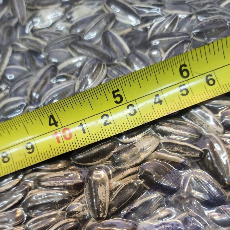 阿根廷特級大葵瓜子